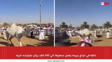 ناقة في حراج بريدة يصل سعرها إلى 242 ألف ريال بمزايدة نارية